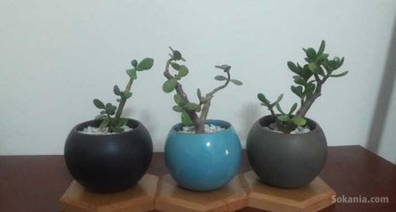 Accessoires bureau / Plantes dépolluantes