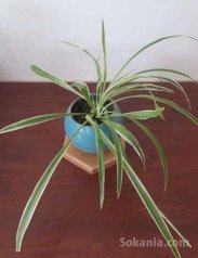 Accessoires bureau / Plantes dépolluantes