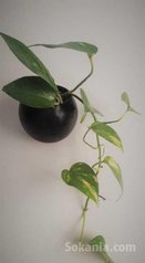 Accessoires bureau / Plantes dépolluantes