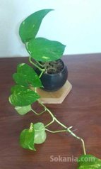 Accessoires bureau / Plantes dépolluantes