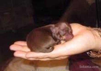 Chiuahua à vendre