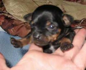 Chiuahua à vendre