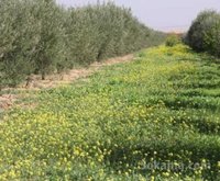 Ferme 4 hect sur route marrakech
