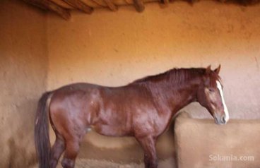 Ferme 4 hect sur route marrakech