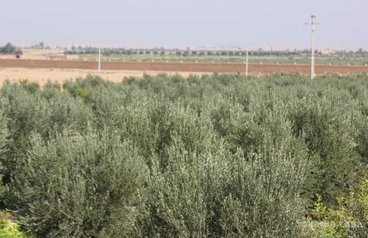 Ferme 4 hect sur route marrakech