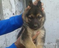 chiots berger allemand