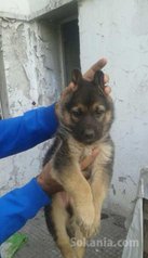 Chiots berger allemand