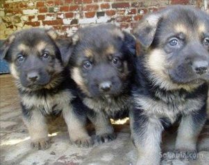 Chiots berger allemand