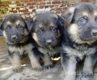 chiots berger allemand