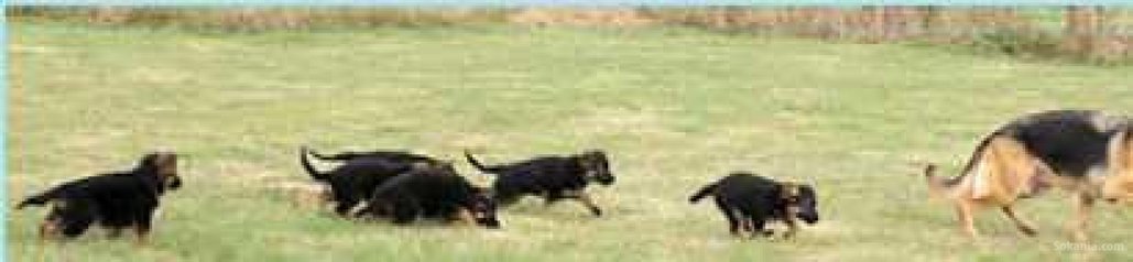 Chiots berger allemand