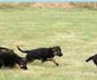 chiots berger allemand