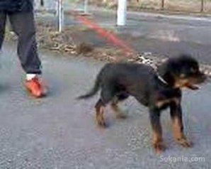 Chiots rottwiler royale