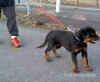 chiots rottwiler royale