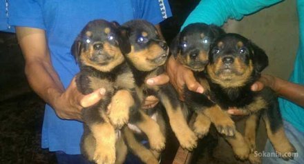 Chiots rottwiler royale