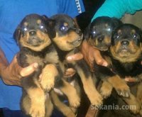 chiots rottwiler royale