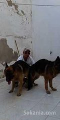 Chiots berger allemand