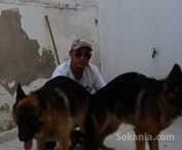 chiots berger allemand
