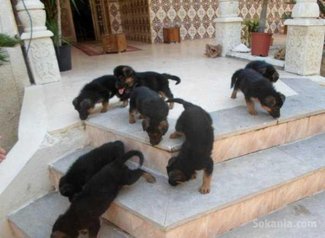 Chiots berger allemand