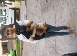Chiots berger allemand