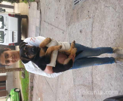 chiots berger allemand