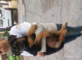 Chiots berger allemand