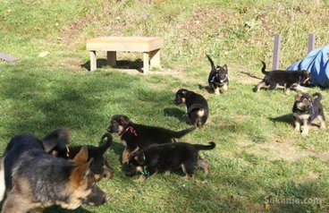 Chiots berger allemand