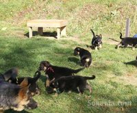 chiots berger allemand