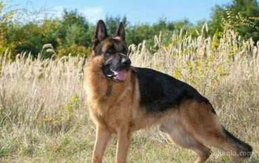Chiots berger allemand